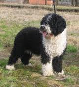 Perro Aguas Español